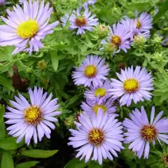 ASTER oblongifolius 'October Skies'