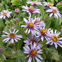 ASTER sibiricus - Aster de Sibérie