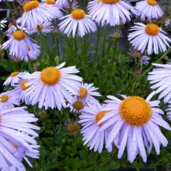 ASTER tongolensis 'Berggarten' 