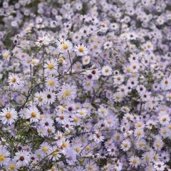 ASTER turbinellus