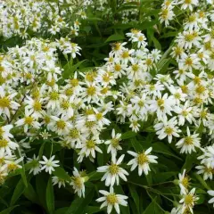 ASTER umbellatus 'Weisser Schirm'  - Aster en ombelles