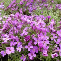 AUBRIETA 'Leichtlinii' 