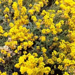 AURINIA saxatilis 'Goldkugel' - Corbeille d'or