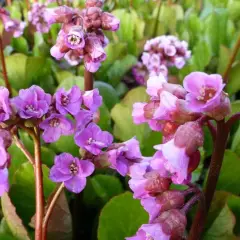 BERGENIA 'Rotblum' - Plante des savetiers