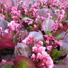 BERGENIA 'Flirt'