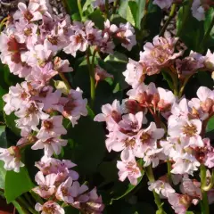 BERGENIA 'Harzkristall'