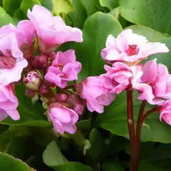 BERGENIA 'Kerstin'