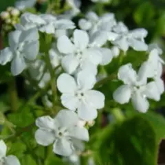 BRUNNERA macrophylla 'Marley's White' ®