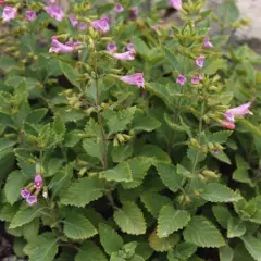 CALAMINTHA grandiflora