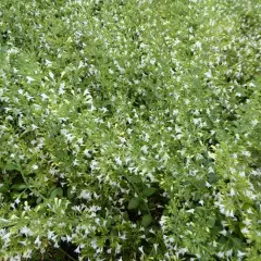 CALAMINTHA nepeta 'Weisser Riese' - Calament