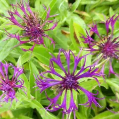 CENTAUREA montana 'Amethyst Dream'