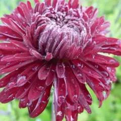 CHRYSANTHEMUM 'Ceddie Mason' - Chrysanthème des Jardins