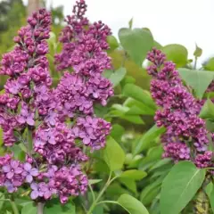 SYRINGA vulgaris 'Souvenir Louis Späth' - Lilas