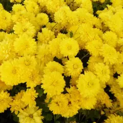 CHRYSANTHEMUM 'Citronella' - Chrysanthème des jardins