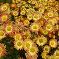 CHRYSANTHEMUM 'Dernier Soleil' - Chrysanthème des jardins