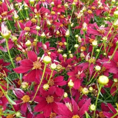 COREOPSIS verticillata 'Red Satin' ® - Coréopsis verticillé