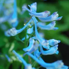 CORYDALIS flexuosa 'Porcelain Blue ' - Cordyale de Chine bleu