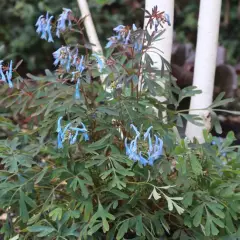 CORYDALIS flexuosa 'Porcelain Blue ' - Cordyale de Chine bleu