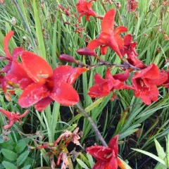 CROCOSMIA hybride 'Hellfire' ® - Montbresia