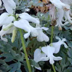 DICENTRA hybride 'Ivory Hearts'