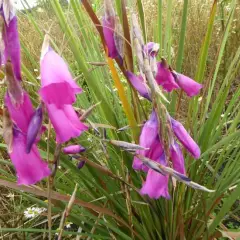 DIERAMA pulcherrimum