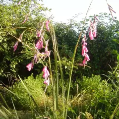 DIERAMA pulcherrimum