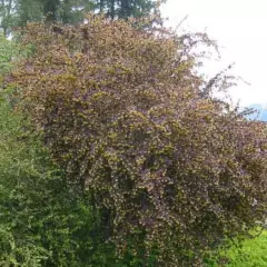 BERBERIS ottawensis 'Superba' - Epine vinette