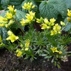 DRABA aizoides - Drave faux Aïzoon