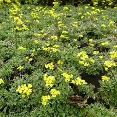 DRABA sibirica - Drave de Sibérie