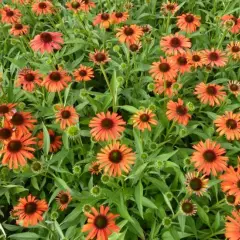 ECHINACEA purpurea 'Orange Skipper'