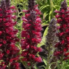 ECHIUM amoenum 'Red Feathers'