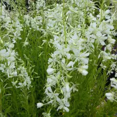 EPILOBIUM angustifolium 'Album'