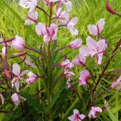 EPILOBIUM angustifolium 'Stahl Rose' - Epilobe en épi, Antoinette