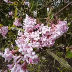 VIBURNUM bodnantense 'Dawn' - Viorne d'hiver 'Dawn'