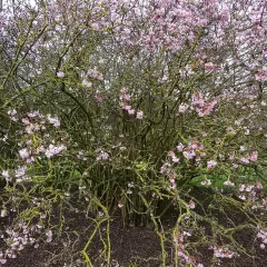 VIBURNUM bodnantense 'Dawn' - Viorne d'hiver 'Dawn'