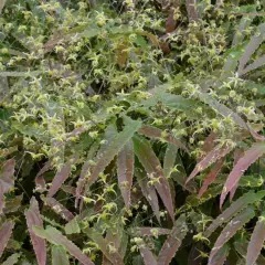 EPIMEDIUM 'Spine Tingler' - Fleur des elfes