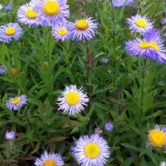 ERIGERON speciosus 'Grandiflorus'