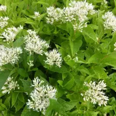 EUPATORIUM Rugosum 'Snowball'