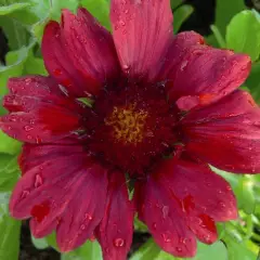 GAILLARDIA hybride 'Burgunder'