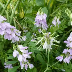 GALEGA Officinalis - Rue des chèvres