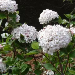 VIBURNUM burkwoodii 'Ann Russell' - Viorne de Burkwood