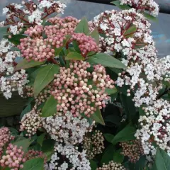 VIBURNUM burkwoodii 'Anne Russell'