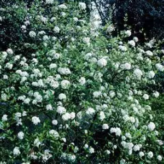 VIBURNUM burkwoodii 'Ann Russell' - Viorne de Burkwood