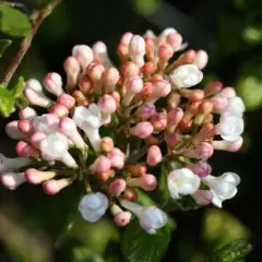 VIBURNUM burkwoodii 'Anne Russell'