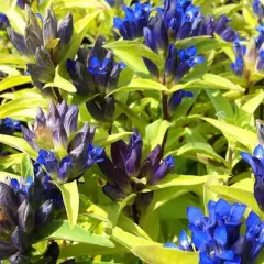 GENTIANA cruciata