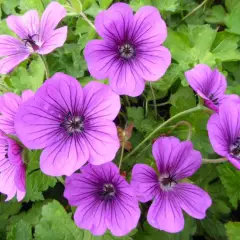 GERANIUM Hybride 'Hexham Velvet'