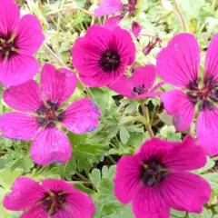 GERANIUM cinereum 'Jolly Jewel Red'