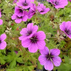 GERANIUM hybride 'JS Matu Vu'