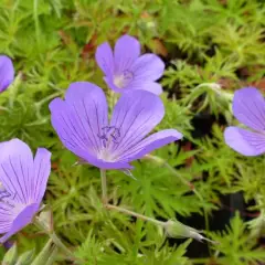 GERANIUM hybride 'Nimbus'