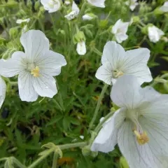 GERANIUM pratense 'Albiflorum'